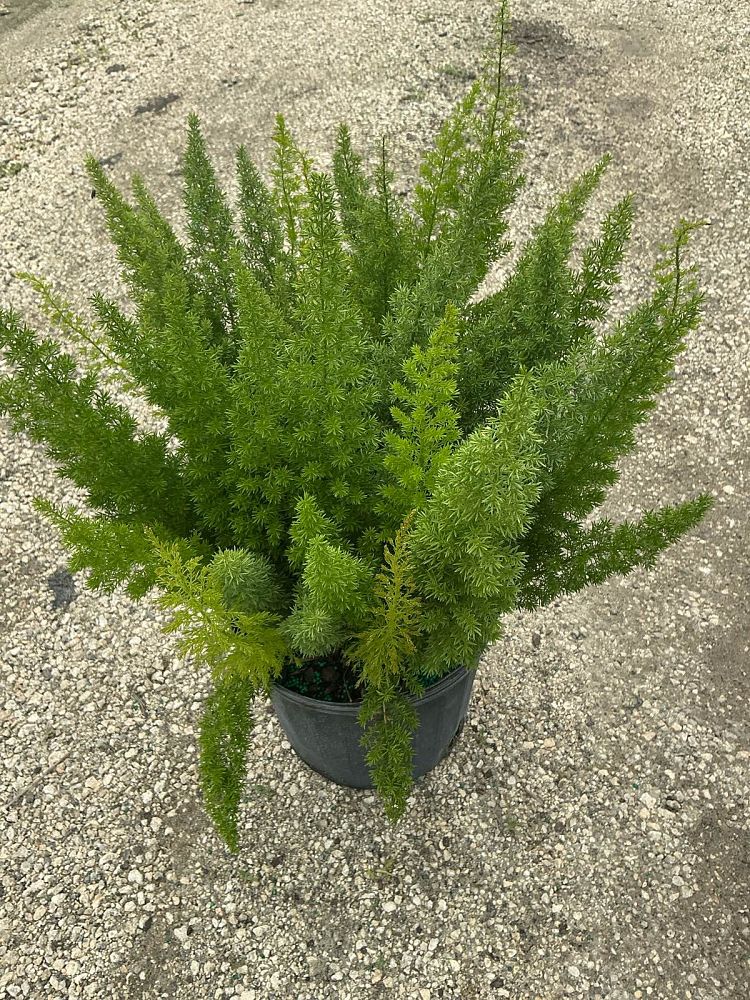 asparagus-densiflorus-meyerii-foxtail-fern-asparagus-densiflorus-myers