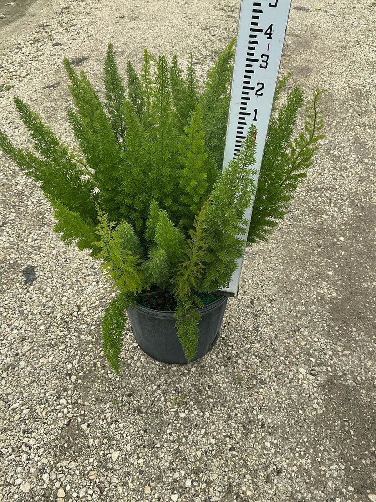 asparagus-densiflorus-meyerii-foxtail-fern-asparagus-densiflorus-myers