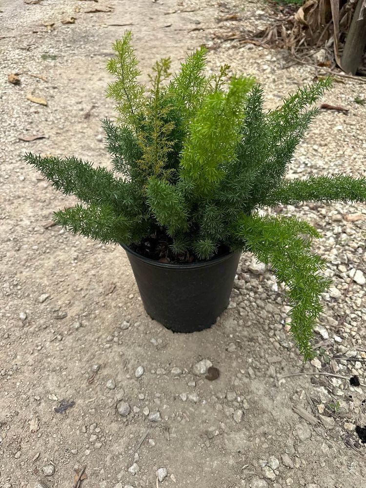 asparagus-densiflorus-meyerii-foxtail-fern-asparagus-densiflorus-myers