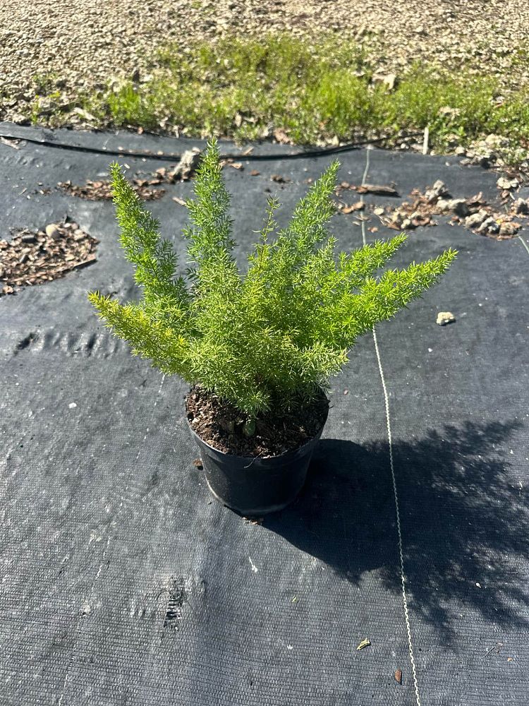 asparagus-densiflorus-meyerii-foxtail-fern-asparagus-densiflorus-myers