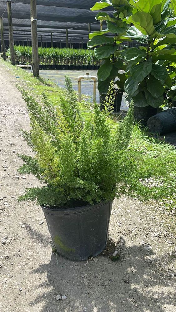 asparagus-densiflorus-meyerii-foxtail-fern-asparagus-densiflorus-myers