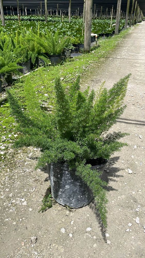 asparagus-densiflorus-meyerii-foxtail-fern-asparagus-densiflorus-myers