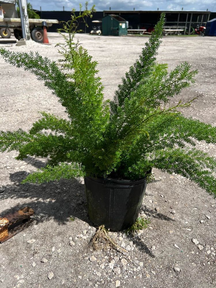 asparagus-densiflorus-meyerii-foxtail-fern-asparagus-densiflorus-myers