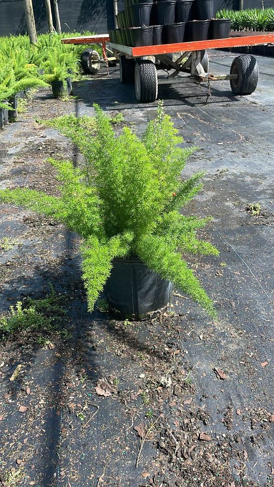 asparagus-densiflorus-meyerii-foxtail-fern-asparagus-densiflorus-myers