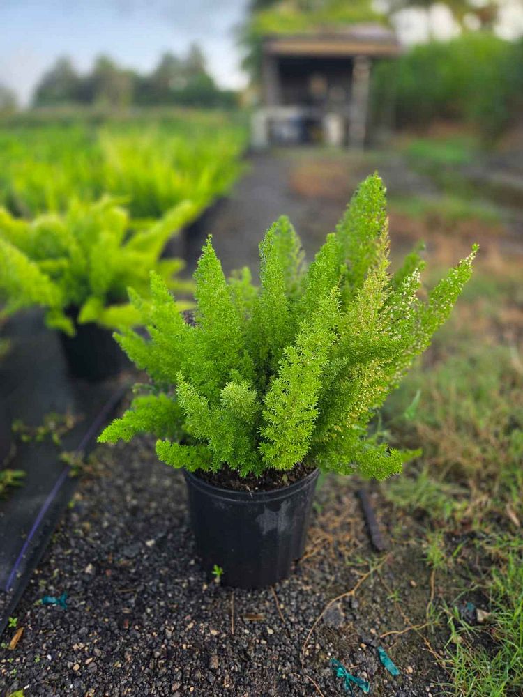asparagus-densiflorus-meyerii-foxtail-fern-asparagus-densiflorus-myers