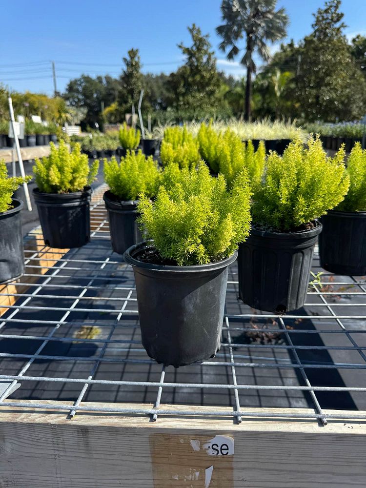 asparagus-densiflorus-meyerii-foxtail-fern-asparagus-densiflorus-myers