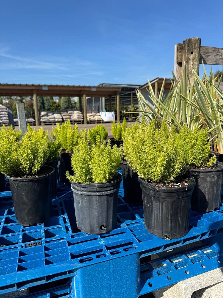 asparagus-densiflorus-meyerii-foxtail-fern-asparagus-densiflorus-myers