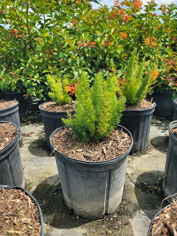 asparagus-densiflorus-meyerii-foxtail-fern-asparagus-densiflorus-myers
