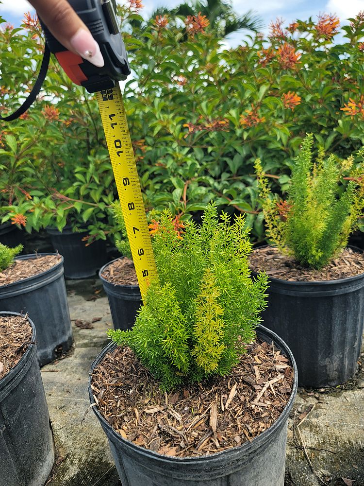 asparagus-densiflorus-meyerii-foxtail-fern-asparagus-densiflorus-myers