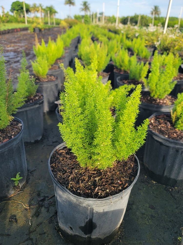 asparagus-densiflorus-meyerii-foxtail-fern-asparagus-densiflorus-myers