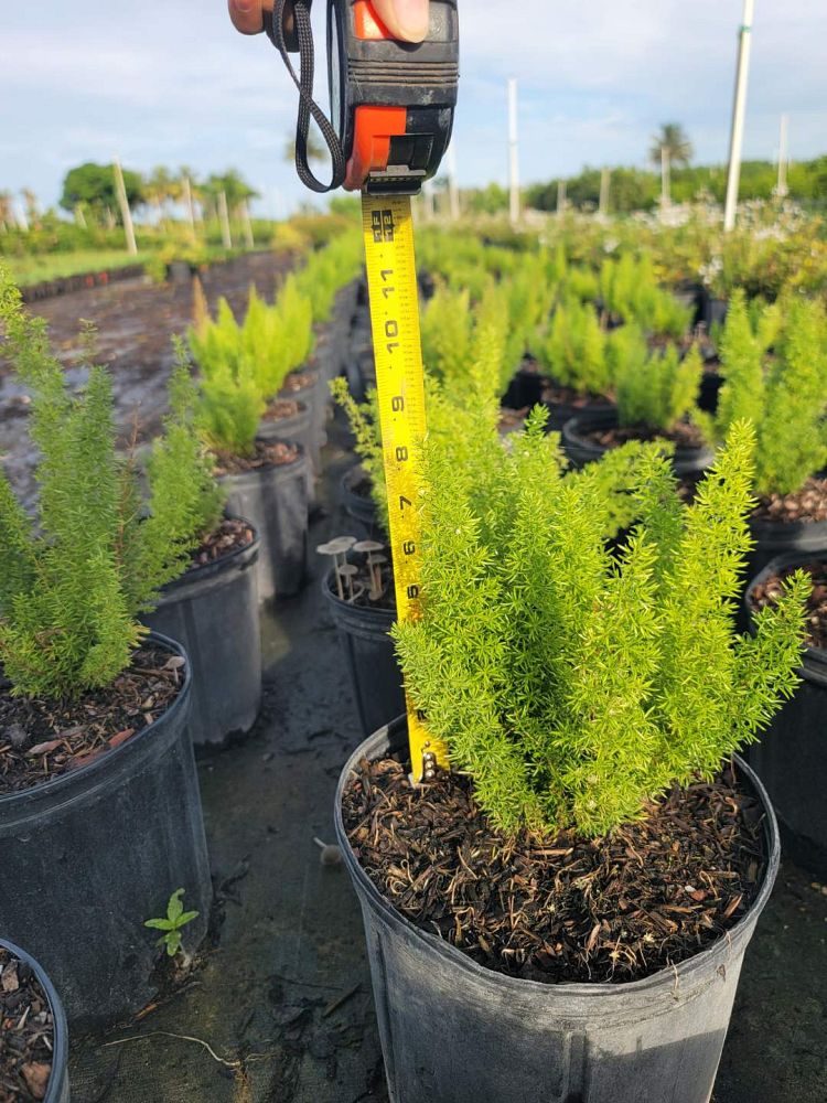 asparagus-densiflorus-meyerii-foxtail-fern-asparagus-densiflorus-myers
