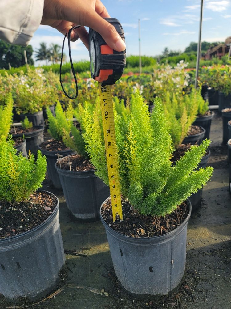 asparagus-densiflorus-meyerii-foxtail-fern-asparagus-densiflorus-myers
