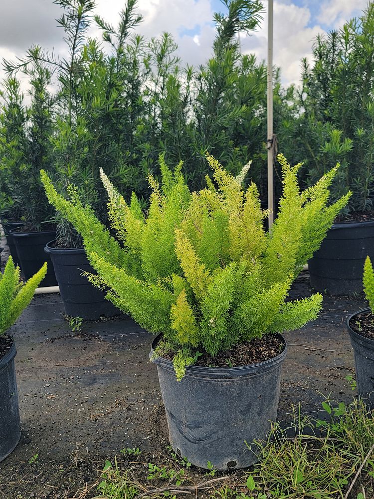 asparagus-densiflorus-meyerii-foxtail-fern-asparagus-densiflorus-myers