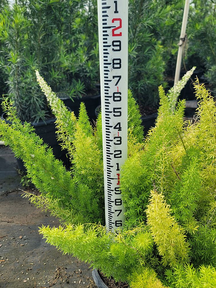 asparagus-densiflorus-meyerii-foxtail-fern-asparagus-densiflorus-myers