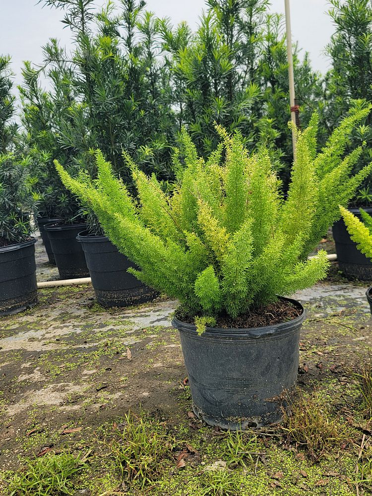 asparagus-densiflorus-meyerii-foxtail-fern-asparagus-densiflorus-myers