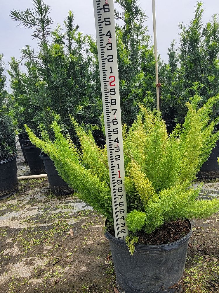 asparagus-densiflorus-meyerii-foxtail-fern-asparagus-densiflorus-myers