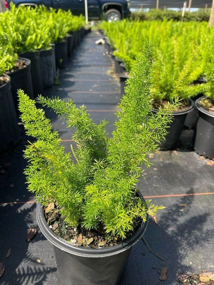 asparagus-densiflorus-meyerii-foxtail-fern-asparagus-densiflorus-myers