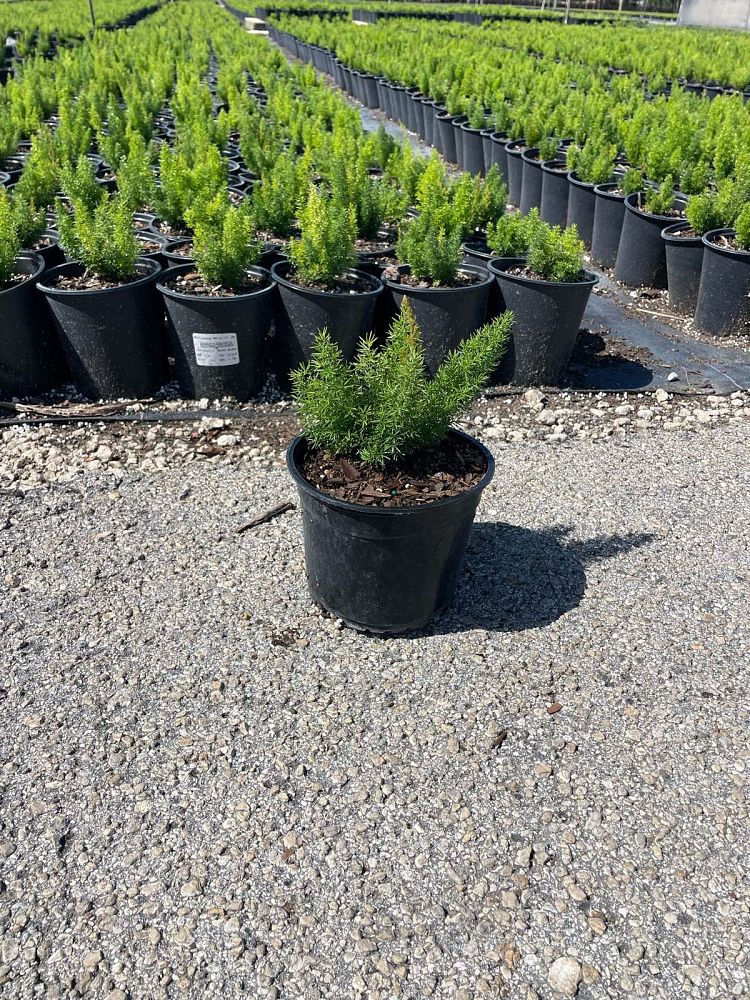 asparagus-densiflorus-meyerii-foxtail-fern-asparagus-densiflorus-myers