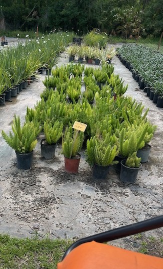 asparagus-densiflorus-meyerii-foxtail-fern-asparagus-densiflorus-myers