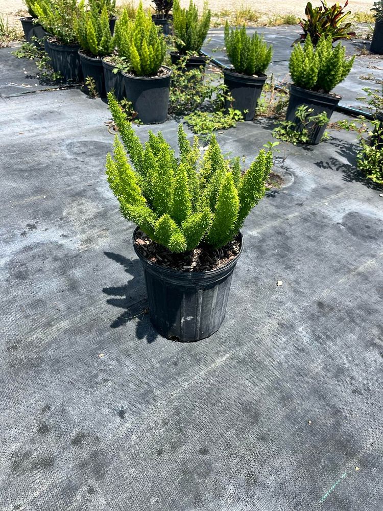 asparagus-densiflorus-meyerii-foxtail-fern-asparagus-densiflorus-myers