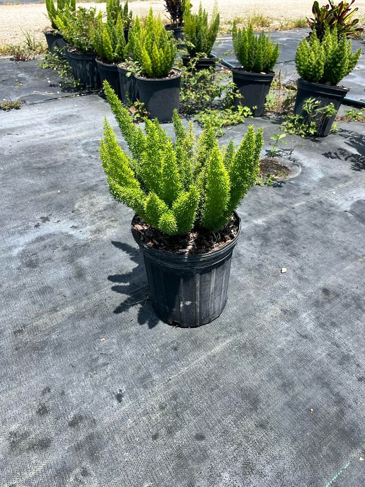 asparagus-densiflorus-meyerii-foxtail-fern-asparagus-densiflorus-myers