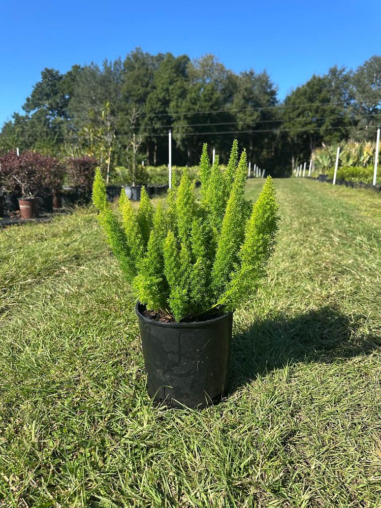 asparagus-densiflorus-meyerii-foxtail-fern-asparagus-densiflorus-myers