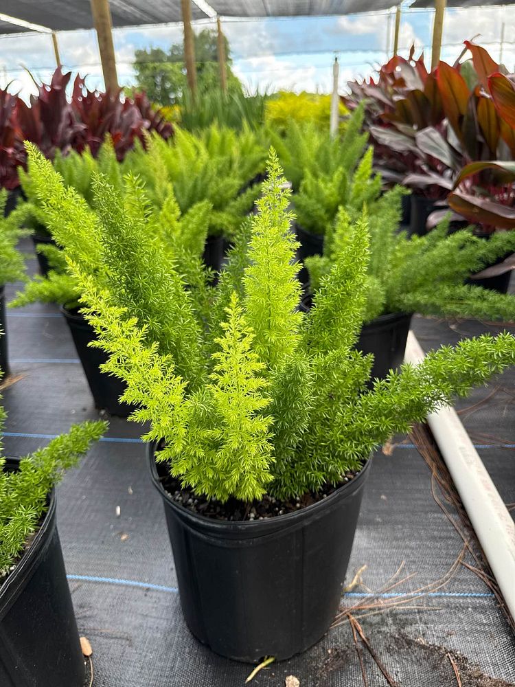 asparagus-densiflorus-meyerii-foxtail-fern-asparagus-densiflorus-myers