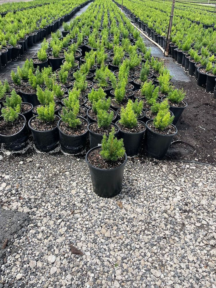asparagus-densiflorus-meyerii-foxtail-fern-asparagus-densiflorus-myers