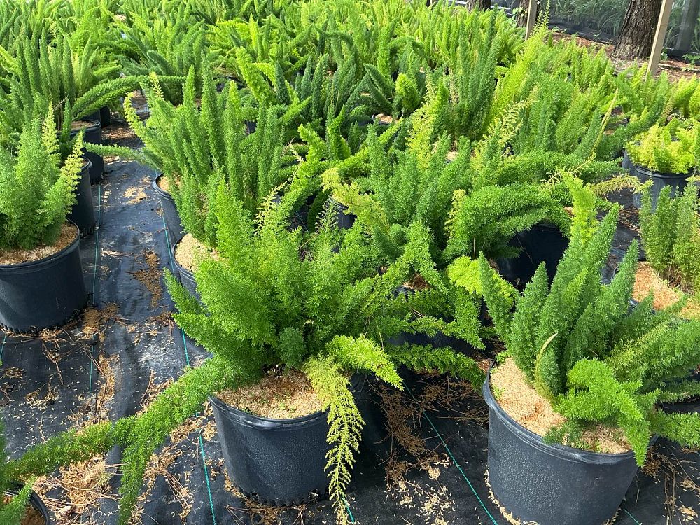 asparagus-densiflorus-meyerii-foxtail-fern-asparagus-densiflorus-myers