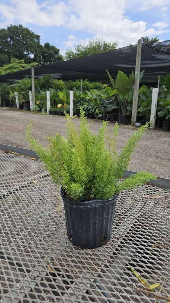 asparagus-densiflorus-meyerii-foxtail-fern-asparagus-densiflorus-myers