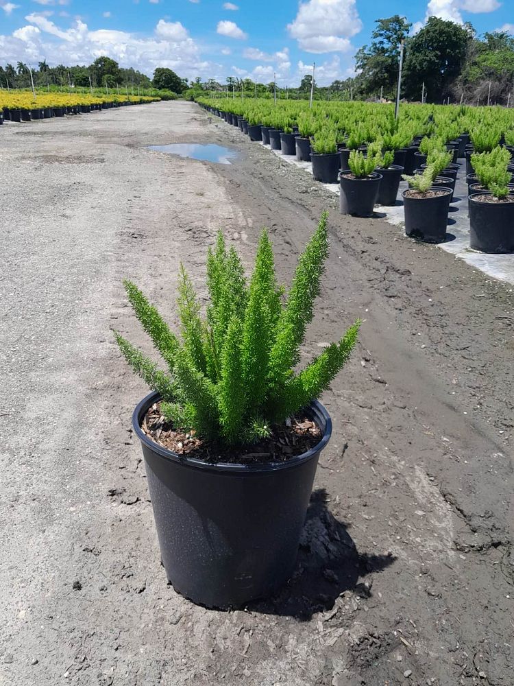 asparagus-densiflorus-meyerii-foxtail-fern-asparagus-densiflorus-myers