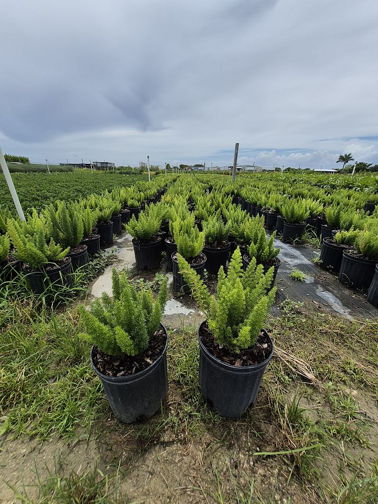 asparagus-densiflorus-meyerii-foxtail-fern-asparagus-densiflorus-myers