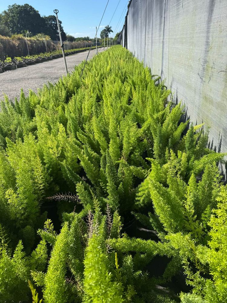 asparagus-densiflorus-meyerii-foxtail-fern-asparagus-densiflorus-myers