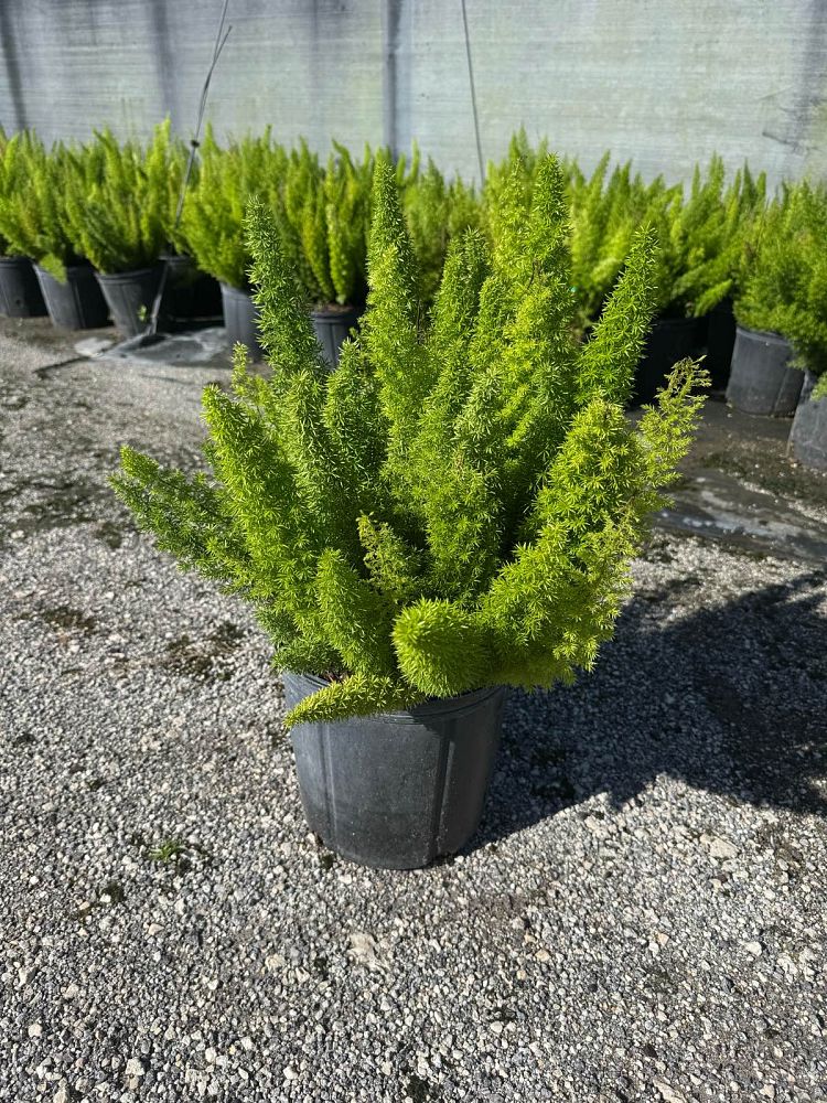 asparagus-densiflorus-meyerii-foxtail-fern-asparagus-densiflorus-myers