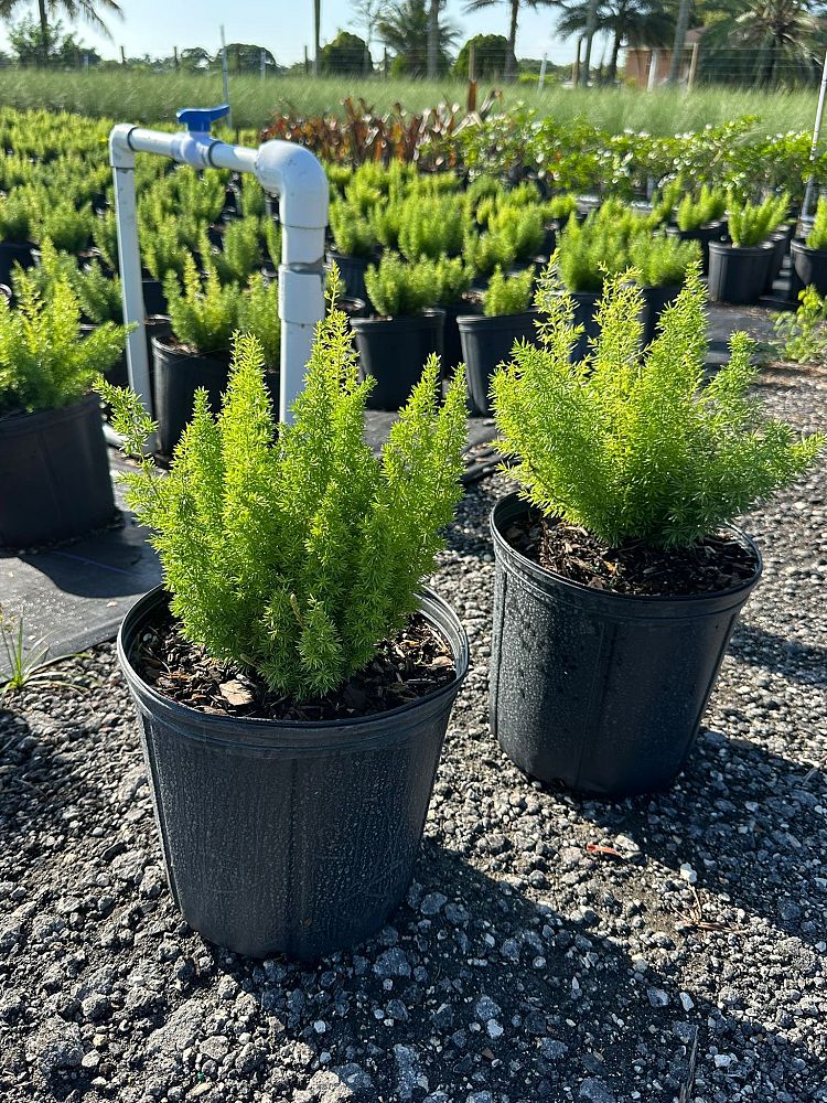 asparagus-densiflorus-meyerii-foxtail-fern-asparagus-densiflorus-myers