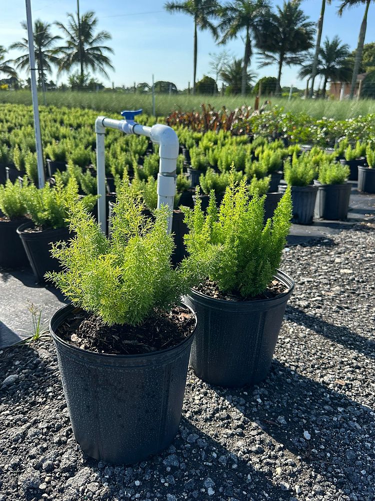 asparagus-densiflorus-meyerii-foxtail-fern-asparagus-densiflorus-myers