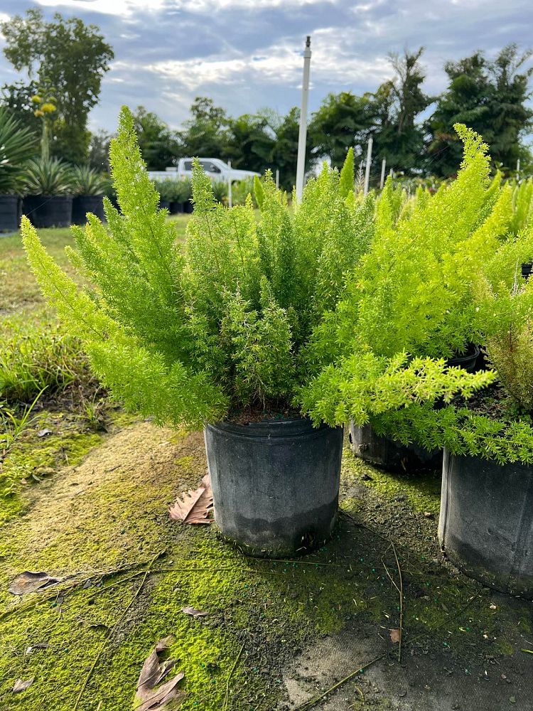 asparagus-densiflorus-meyerii-foxtail-fern-asparagus-densiflorus-myers
