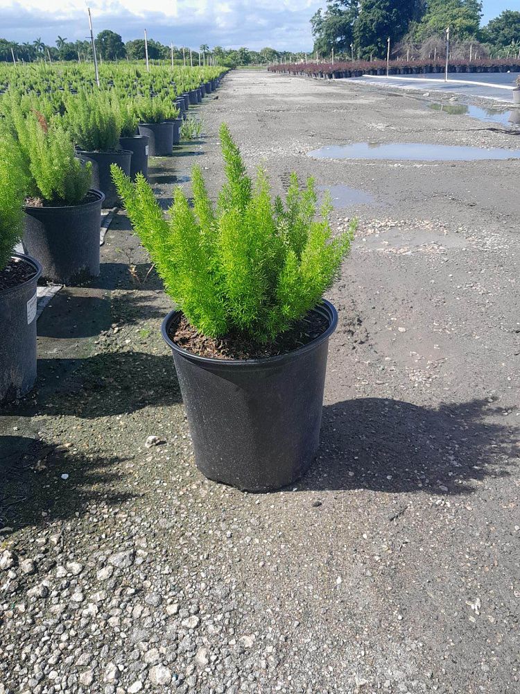 asparagus-densiflorus-meyerii-foxtail-fern-asparagus-densiflorus-myers