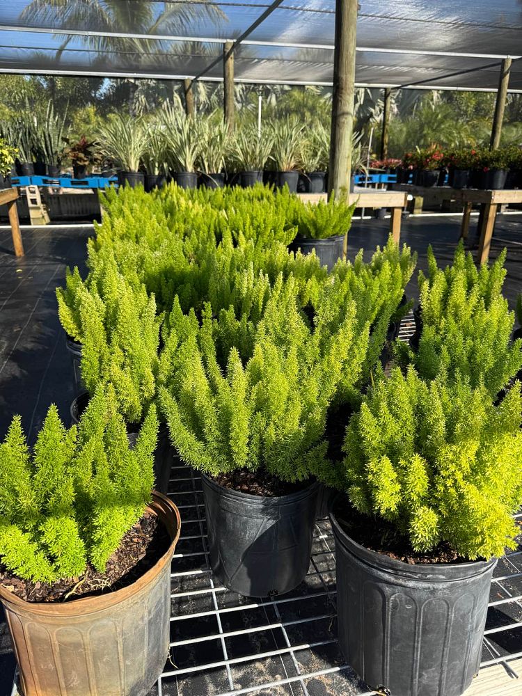 asparagus-densiflorus-meyerii-foxtail-fern-asparagus-densiflorus-myers