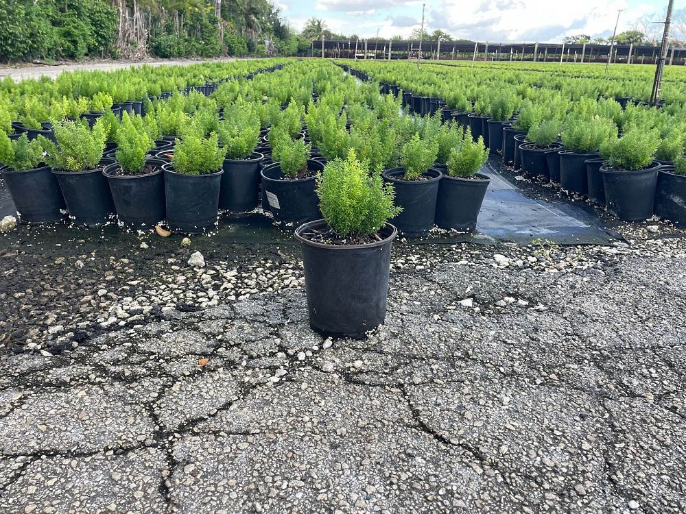 asparagus-densiflorus-meyerii-foxtail-fern-asparagus-densiflorus-myers