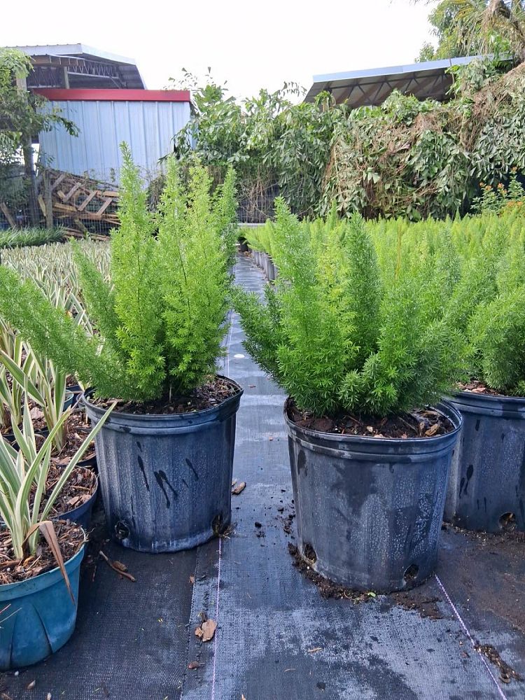 asparagus-densiflorus-meyerii-foxtail-fern-asparagus-densiflorus-myers