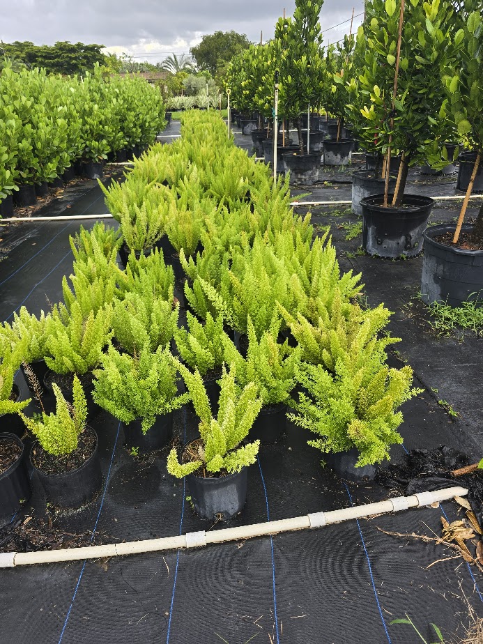 asparagus-densiflorus-meyerii-foxtail-fern-asparagus-densiflorus-myers