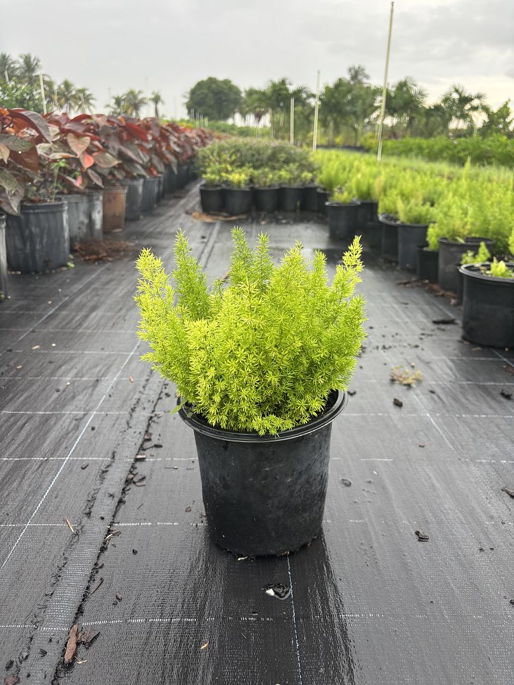 asparagus-densiflorus-meyerii-foxtail-fern-asparagus-densiflorus-myers