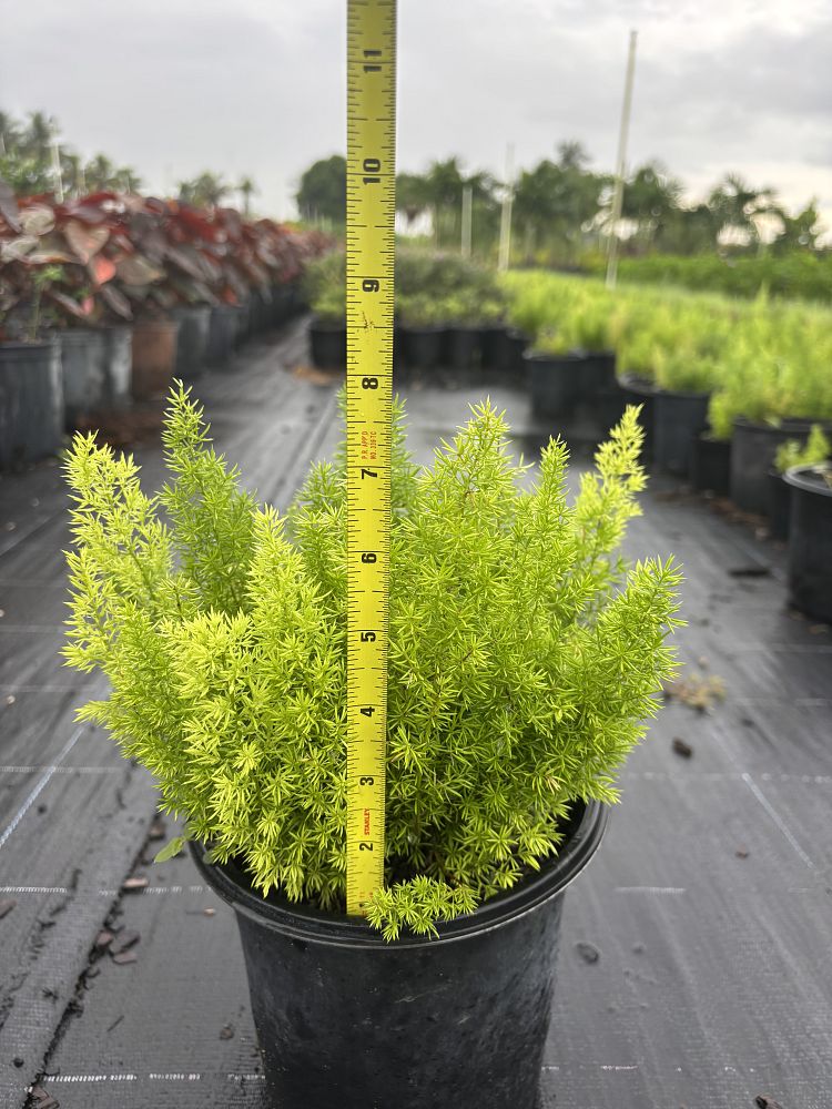 asparagus-densiflorus-meyerii-foxtail-fern-asparagus-densiflorus-myers