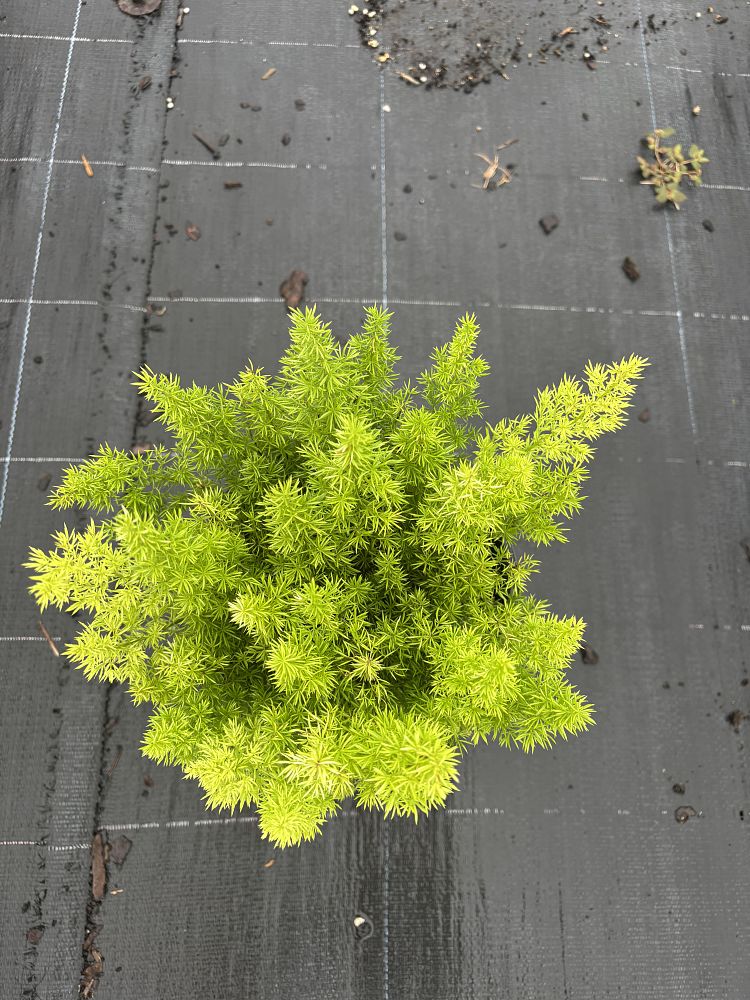 asparagus-densiflorus-meyerii-foxtail-fern-asparagus-densiflorus-myers