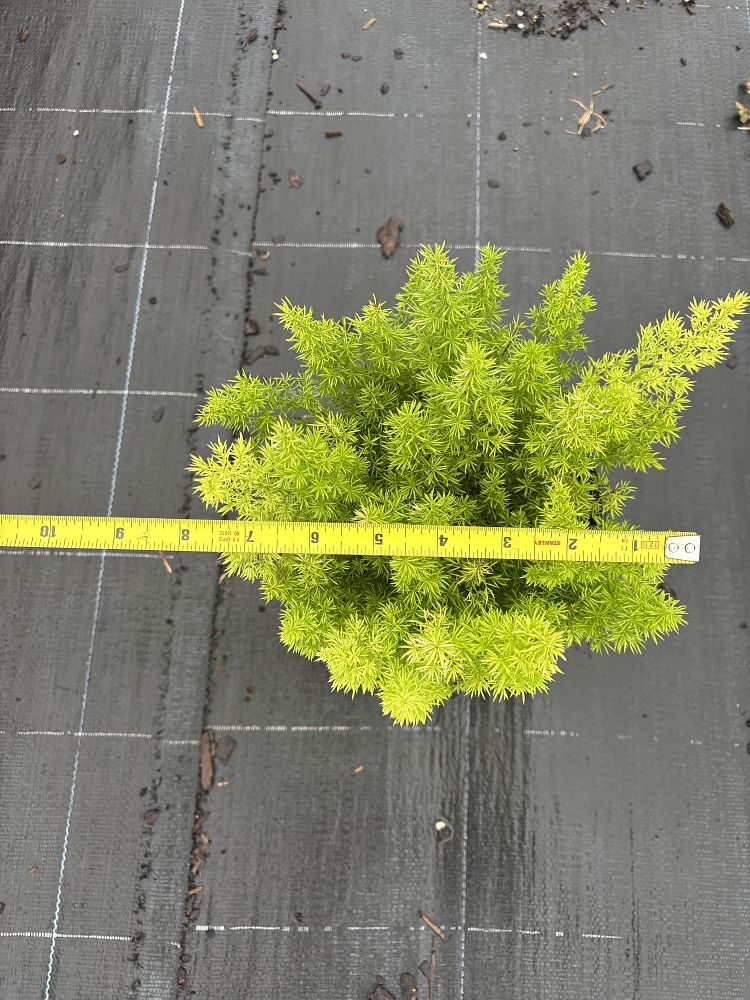 asparagus-densiflorus-meyerii-foxtail-fern-asparagus-densiflorus-myers