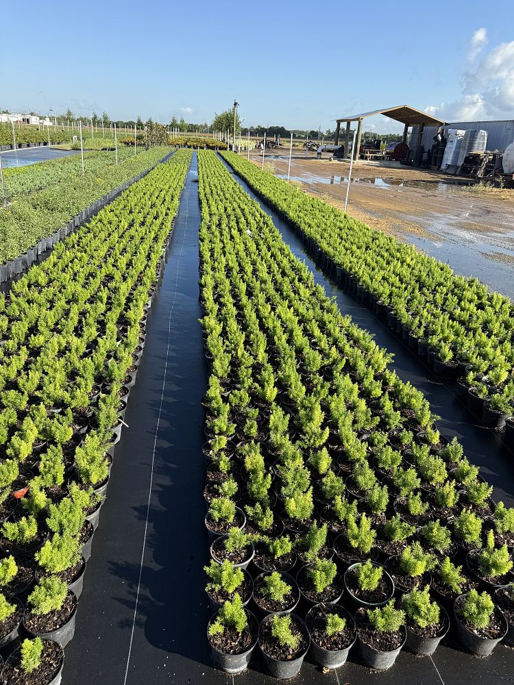 asparagus-densiflorus-meyerii-foxtail-fern-asparagus-densiflorus-myers