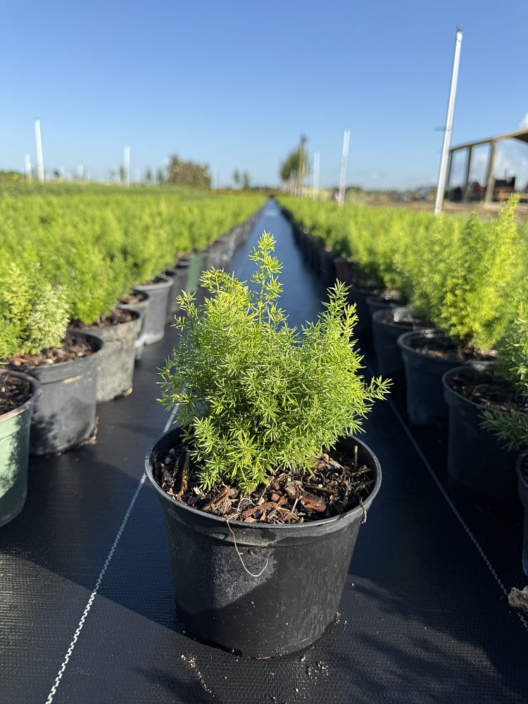 asparagus-densiflorus-meyerii-foxtail-fern-asparagus-densiflorus-myers