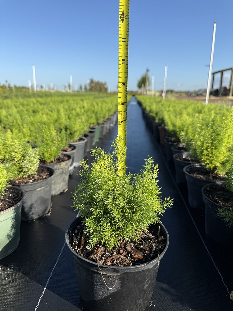 asparagus-densiflorus-meyerii-foxtail-fern-asparagus-densiflorus-myers