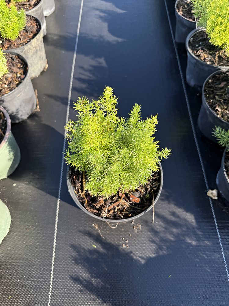 asparagus-densiflorus-meyerii-foxtail-fern-asparagus-densiflorus-myers